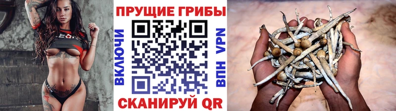 Псилоцибиновые грибы GOLDEN TEACHER  Купить закладки  Кемь 